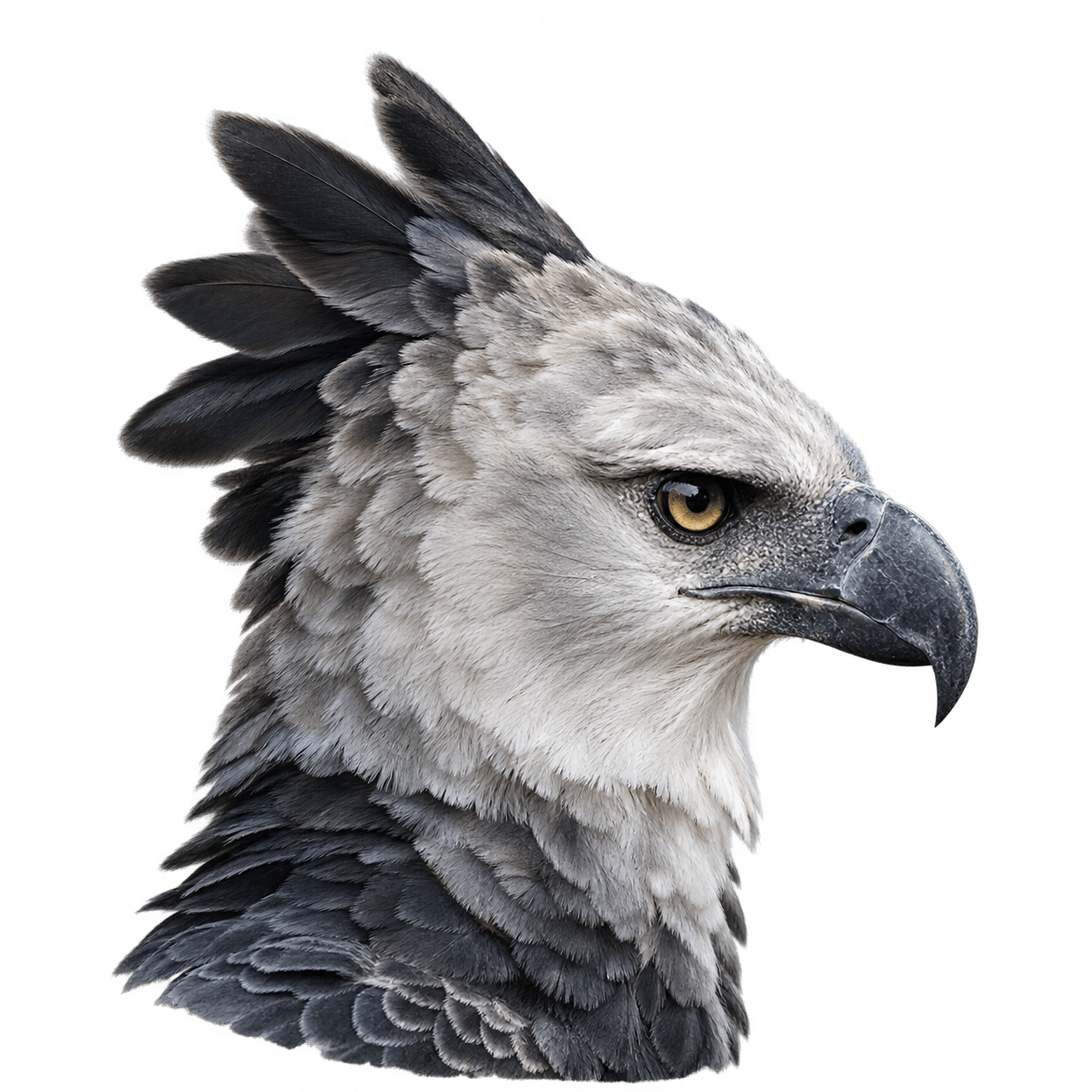 Eagle Aviations eagle emblem